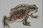 Common Toad tile